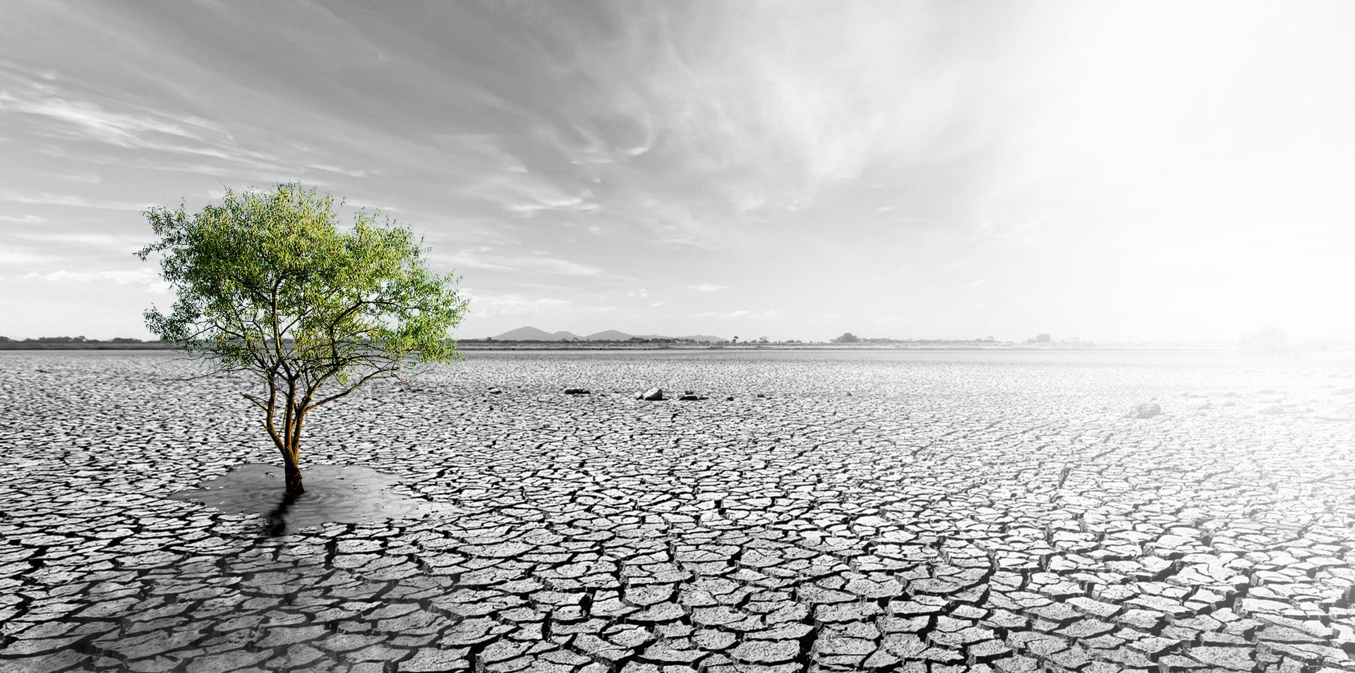 ورود هامون نایزه به فرابورس کلید خورد